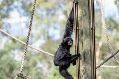 Monkey hanging on rope in zoo