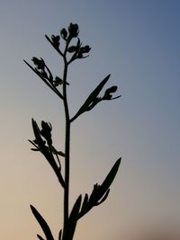Close-up of flower buds