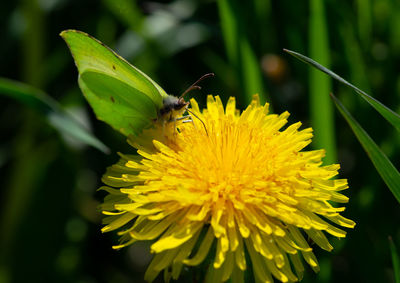 Close-up of butterfly pollinating on dandelion flower