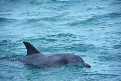 View of dolphin swimming in sea