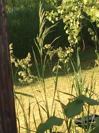 Plants growing on field