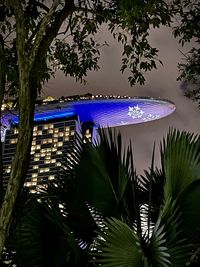 Palm trees and plants at night