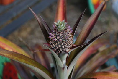 Close-up of immature pineapple forming succulent plant