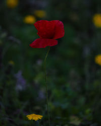 Close-up of red flower on field