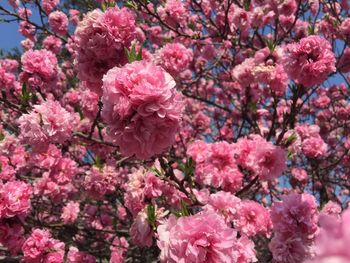 Close-up of pink flowers blooming on tree