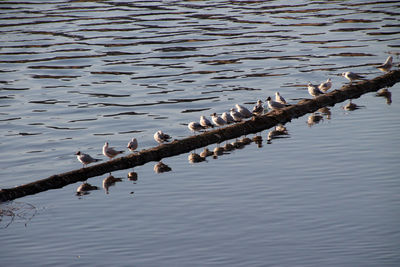 Birds perching on lake