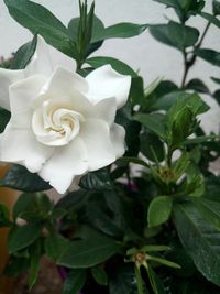 Close-up of rose blooming outdoors