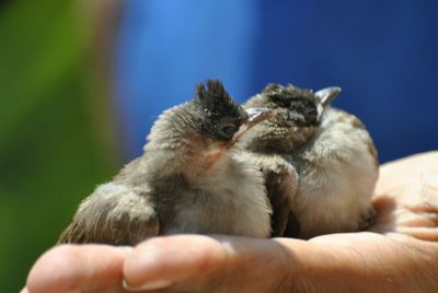 Close-up of hand holding young bird