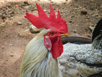 Close-up of rooster male chicken or hen