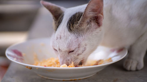 Close-up of cat eating food