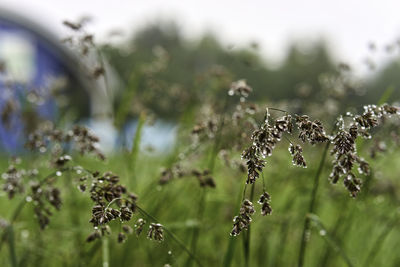 Close-up of wet flowering plant