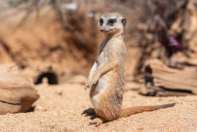 Meerkat, suricata suricatta or suricate, small mongoose found in southern africa in natural habitat