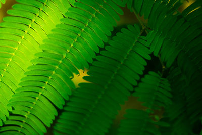 Close-up of fern leaves