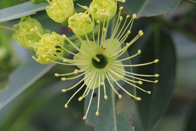 Close-up of flowering plant