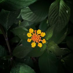 Close-up of yellow flower