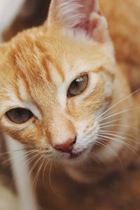 Close-up portrait of a cat