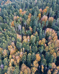 High angle view of pine tree in forest