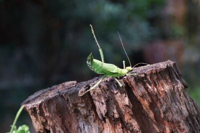 Close-up of grasshopper on wood