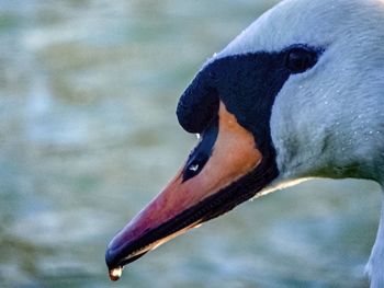 Close-up of a bird