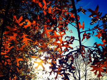 Low angle view of tree against sky during autumn