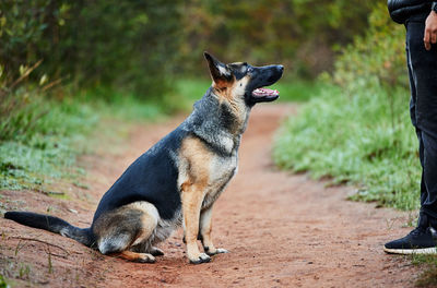 Portrait of dog on field