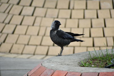 Close-up of bird perching on wall
