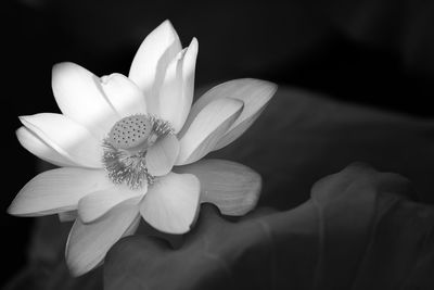 Close-up of flower blooming against black background