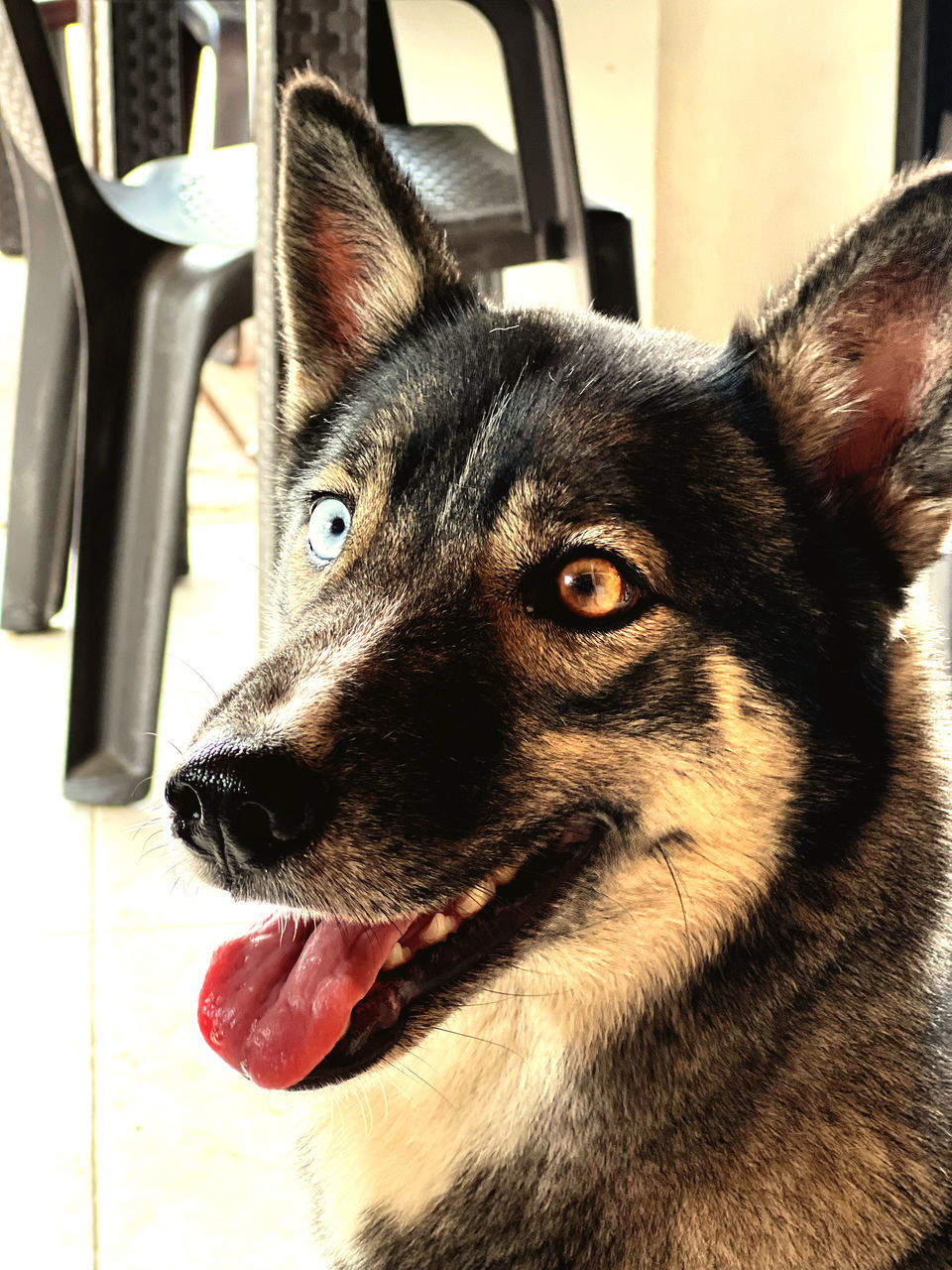 one animal, animal, animal themes, pet, domestic animals, mammal, canine, dog, close-up, animal body part, german shepherd, sticking out tongue, no people, east-european shepherd, looking, looking away, portrait, animal head, day, motor vehicle, facial expression, car, indoors, wolfdog