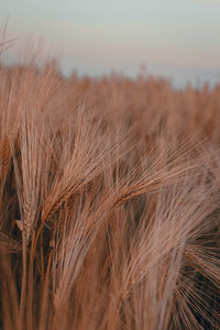 Wheatfield in golden hour