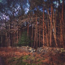 Trees growing in forest