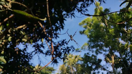 Low angle view of trees against blue sky