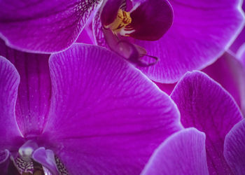 Close-up of purple flower