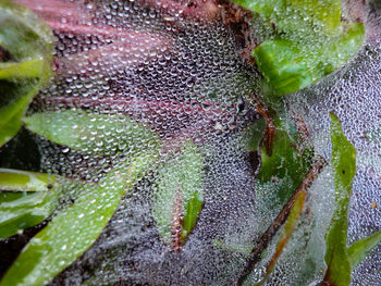 Close-up of plants in water