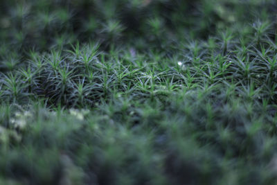 Full frame shot of grass on field