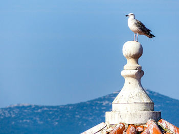 Seagull perching on a bird against clear sky