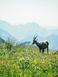 Deer standing on field