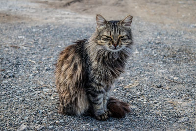 Portrait of cat