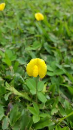 Close-up of yellow flower plant