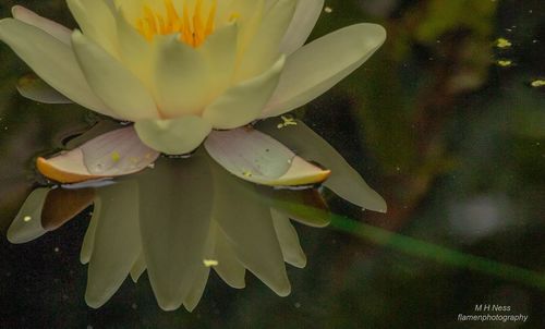 Close-up of lotus water lily in lake