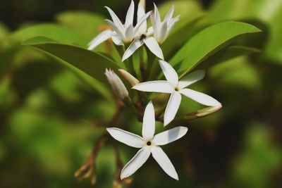 Close-up of white flowering plant