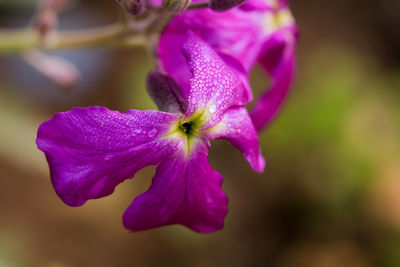 Close-up of purple flowering plant