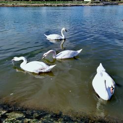 High angle view of swans swimming in lake