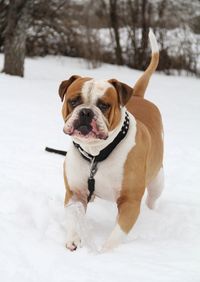 Dog looking away on snow covered land