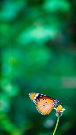 Close-up of butterfly pollinating on flower