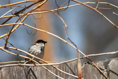 Close-up of bird perching on branch