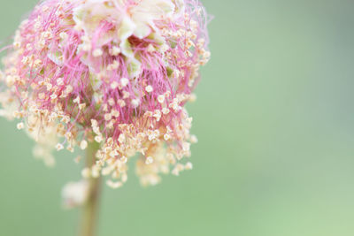 Close-up of pink flowers