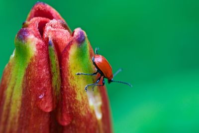 Close-up of beetle on wet red flower