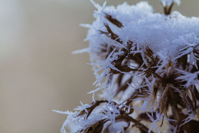 Close-up of frozen plant during winter