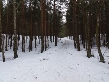 Snow covered land and trees in forest