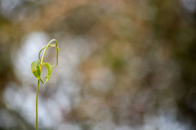 Close-up of plant against blurred background